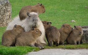 Capybara